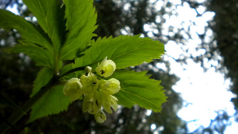 Cardamine enneaphyllos / Dentaria a nove foglie